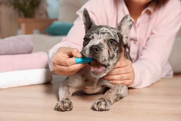 Say Goodbye to Fleas and Heartworms: Essential Tips for Dogs