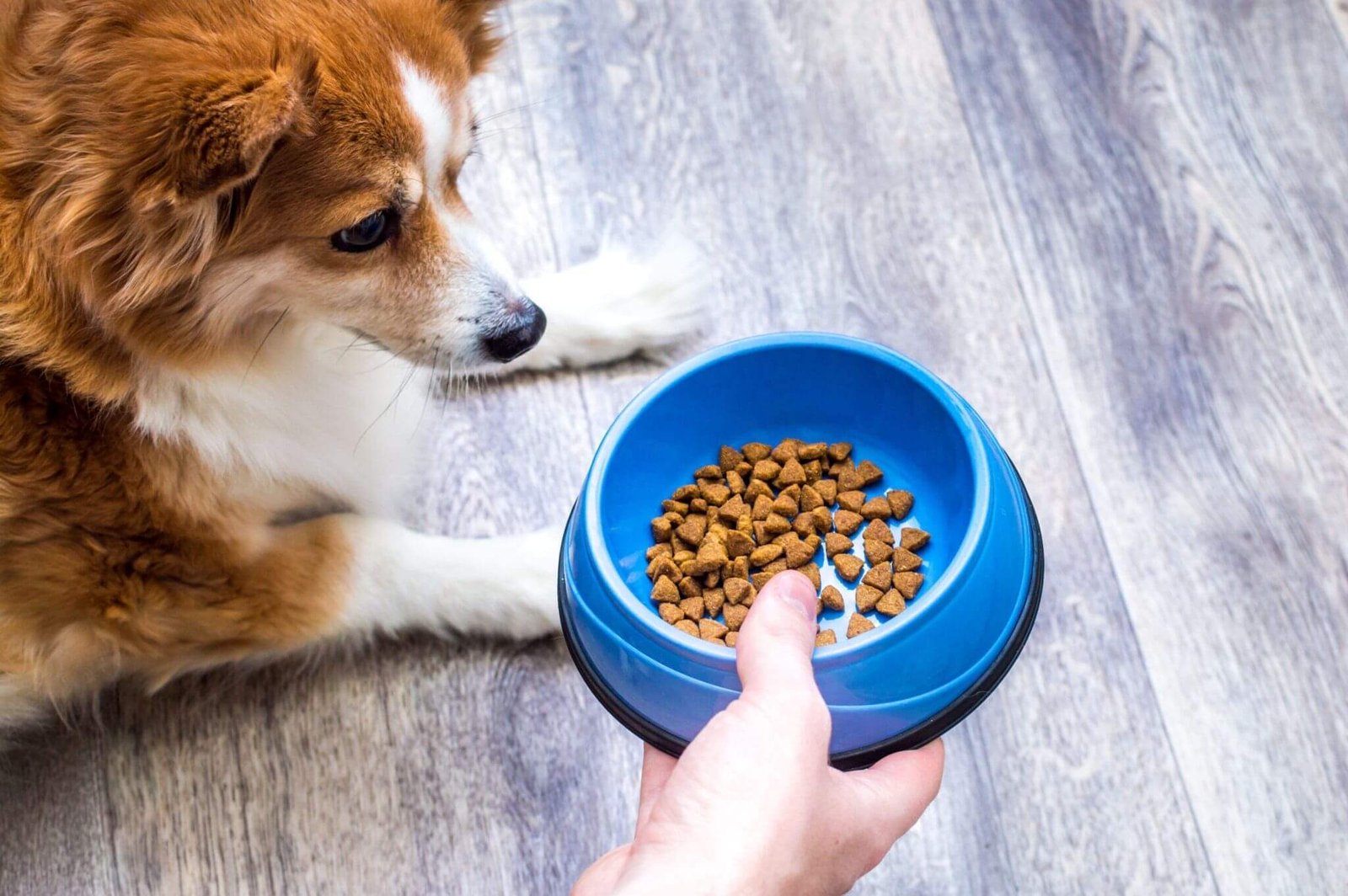 Feeding Your Dog: Providing the Right Food for Optimal Health